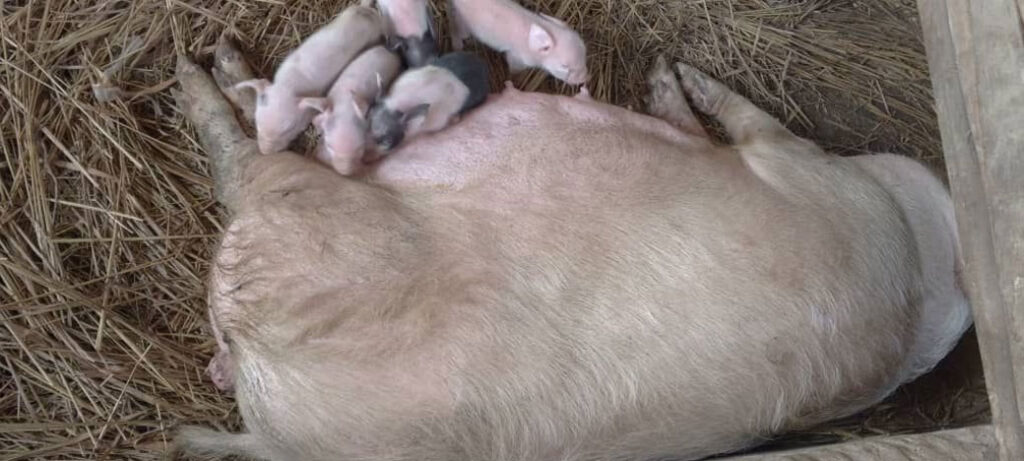 Picture of a Pig with Piglets