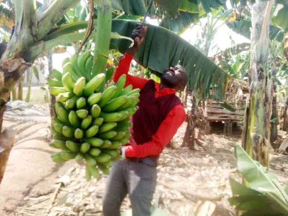 Man picking bananas